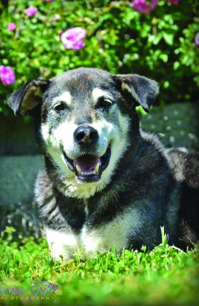 Pets of the Week